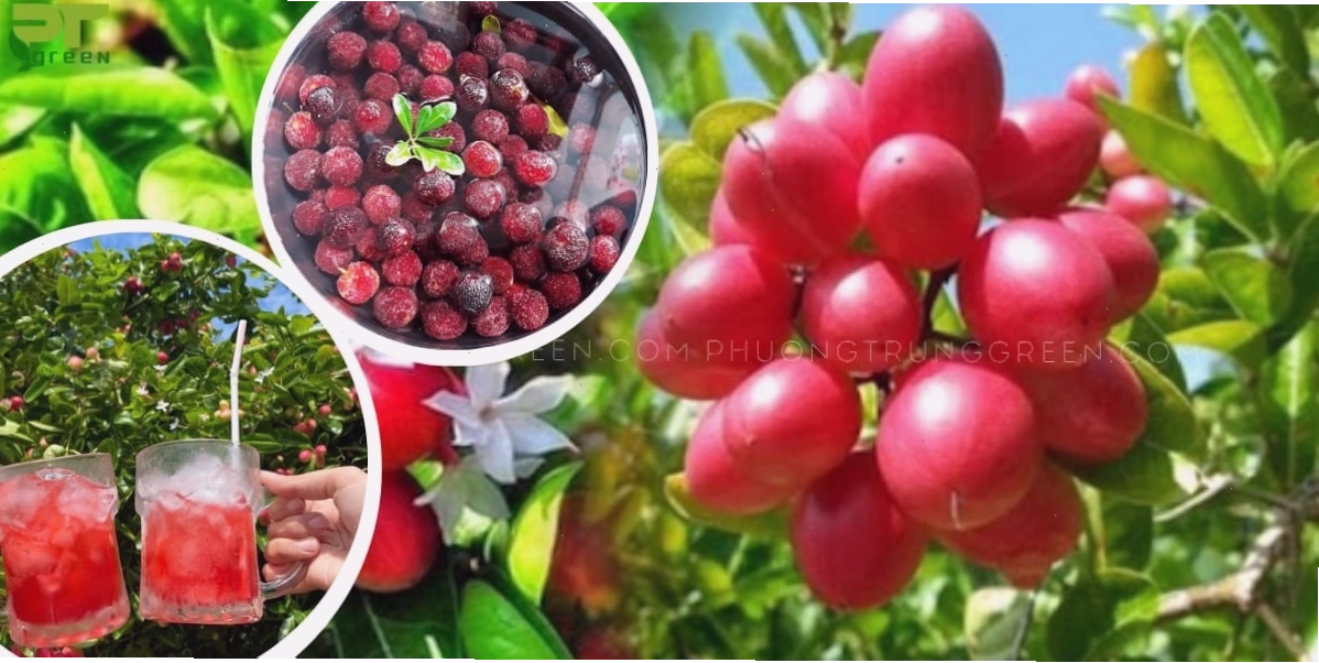 Trái siro được chế biến thành mứt, nước siro và dùng để ngâm rượu