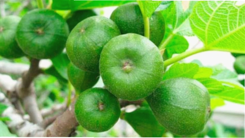 Trái sung chín mọng, biểu tượng của sự sung túc