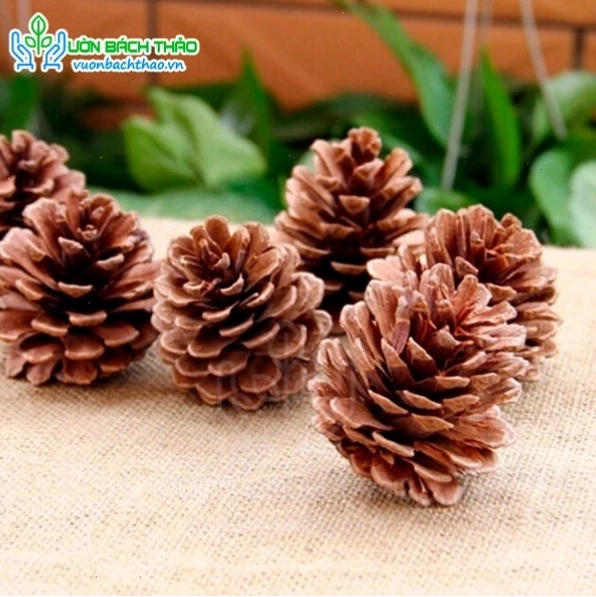Trái thông khô trang trí nhiều kiểu dáng khác nhau