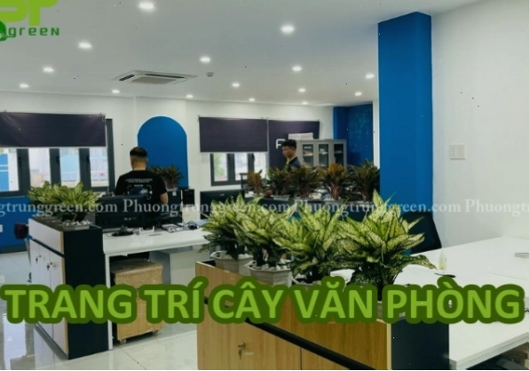 Trang trí cây xanh trong văn phòng