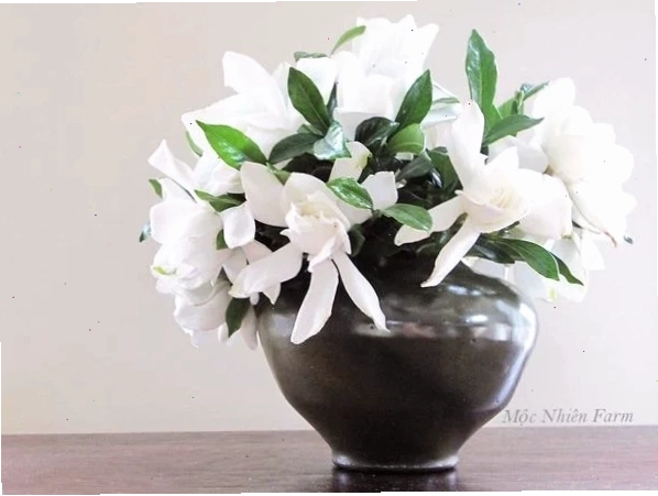 Trang trí nhà bằng hoa bạch thiên hương