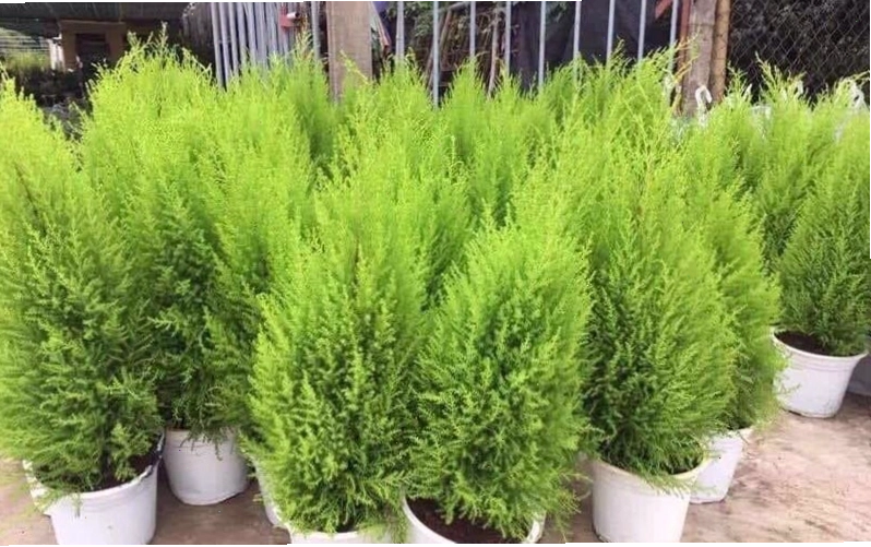 Trang trí sân vườn với cây tùng thơm