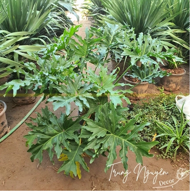 Trầu Bà Thanh Xuân trang trí nội thất