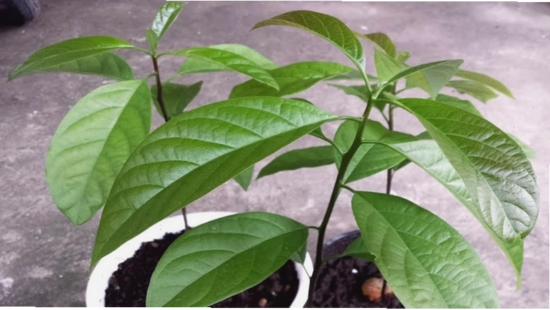 Trồng cây bơ con vào chậu đất