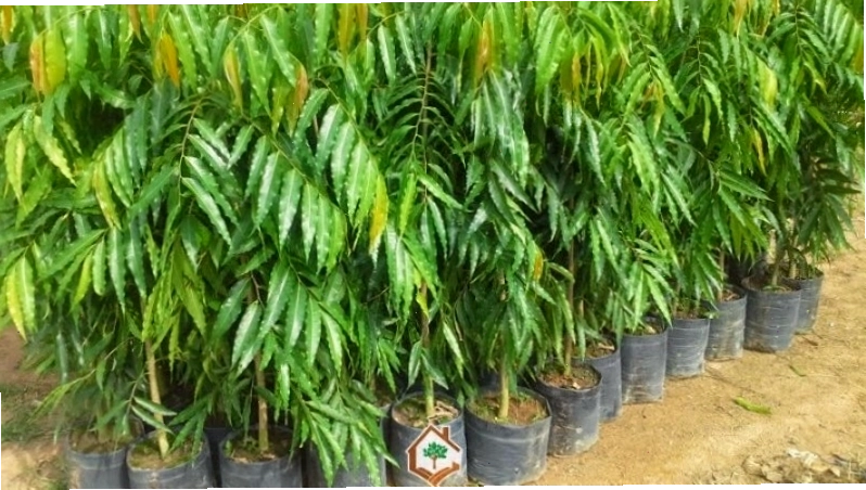 Trồng cây hoàng nam bằng hạt
