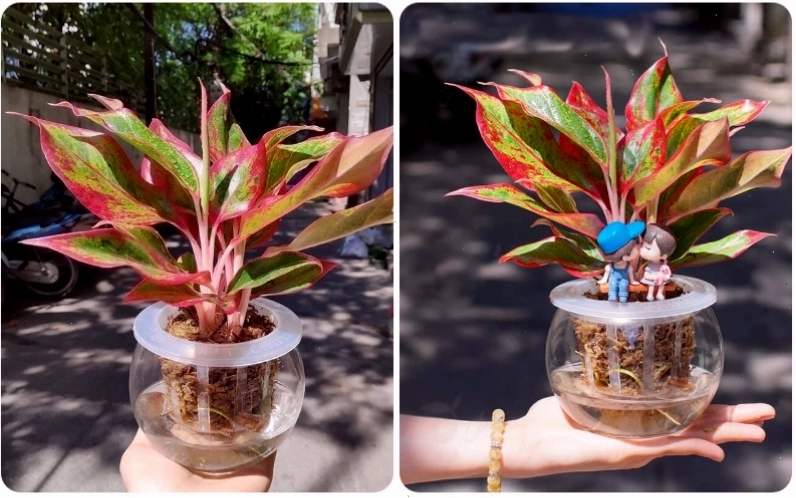 Trồng cây phú quý thủy sinh
