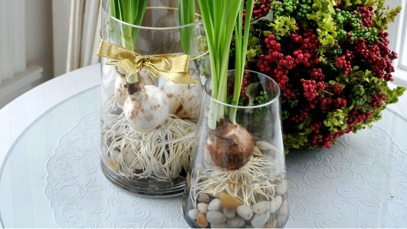 Trồng hoa thủy tiên tại nhà bằng củ giống