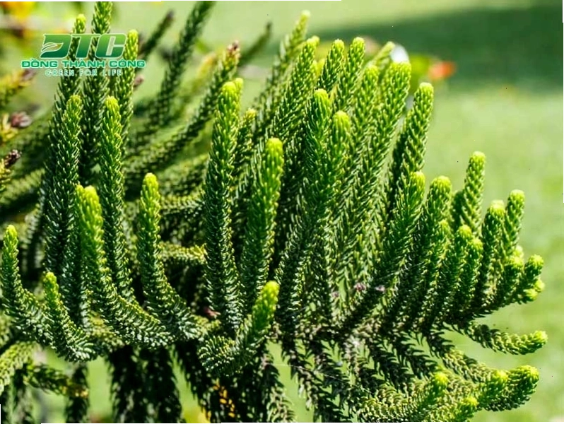 Tùng bách tán là cây lá kim được trồng phổ biến hiện nay