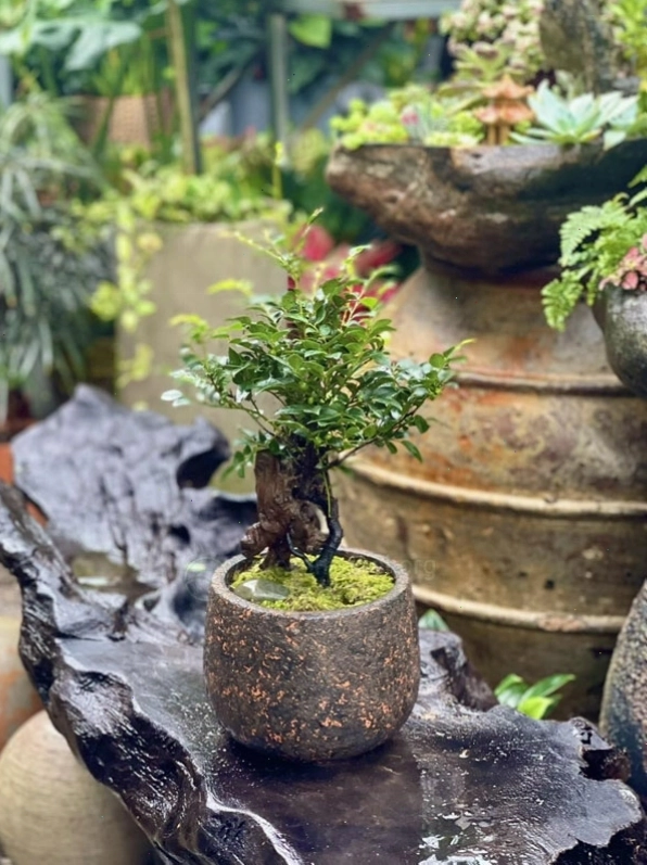 Tùng đen còn được biết đến với tên gọi dân dã là cây cứt chuột do đặc điểm quả và lá