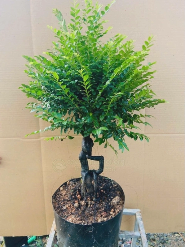 Tùng đen trong nghệ thuật bonsai, thể hiện sự tinh tế và giá trị nghệ thuật cao