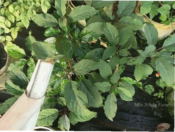 Tưới nước đủ ẩm cho cây pháo bông là yếu tố quan trọng để cây phát triển khỏe mạnh