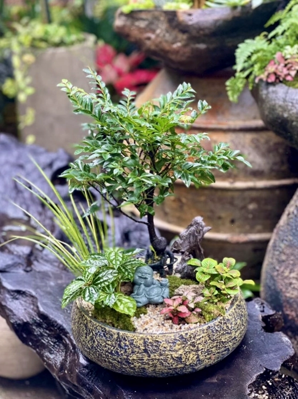 Tuổi Tí và tuổi Hợi rất hợp với việc trồng cây tùng đen