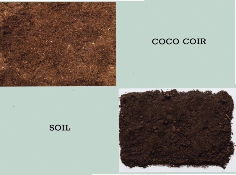 Understanding the Similarities and Differences Between Coco Coir and Soil