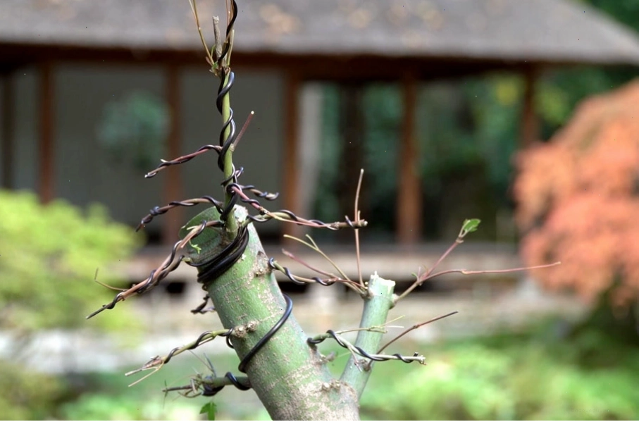 Uốn dây tạo dáng cho cây phong Nhật Bản bonsai