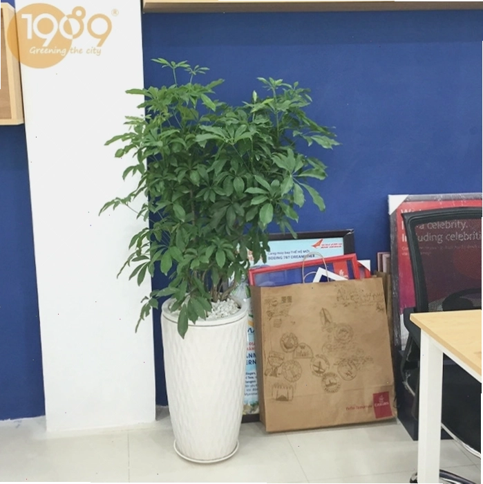 Vạn Niên Thanh với hình dáng độc đáo