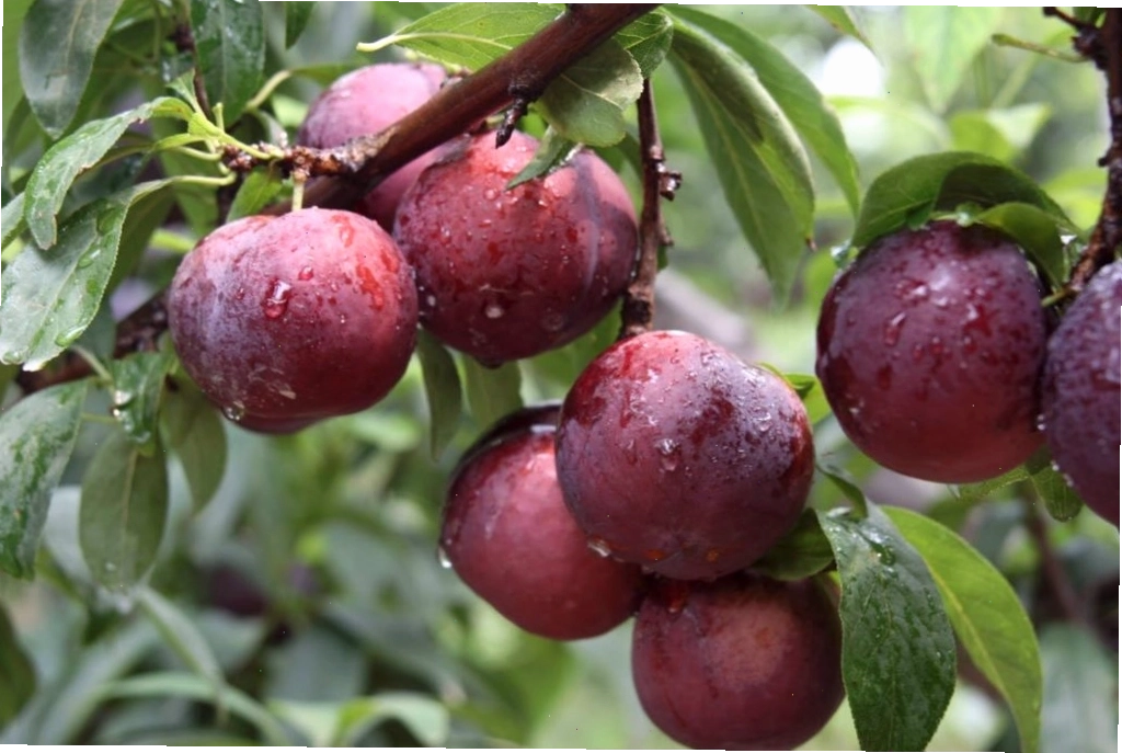 Vẻ đẹp quyến rũ của Mận Sapa, đào rọ khi vào mùa thu hoạch