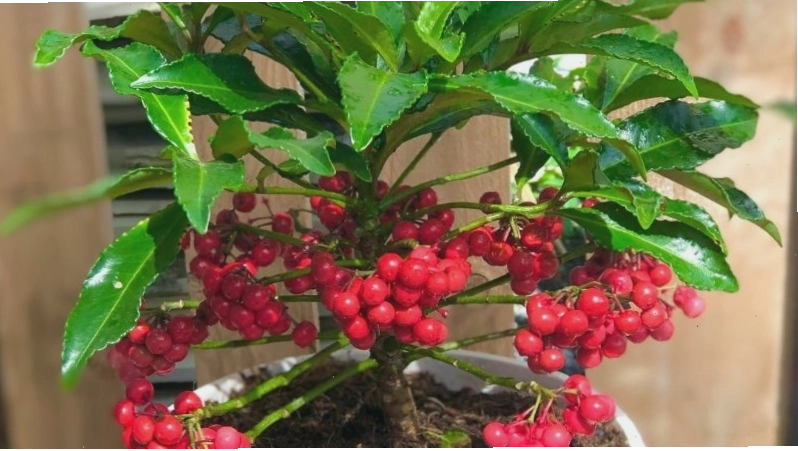 Vẻ đẹp thu hút của cây kim ngân lượng khi ra quả