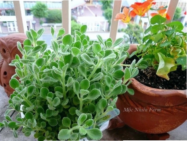 Vị trí đặt cây nhất mạt hương trong nhà có ánh sáng nhẹ