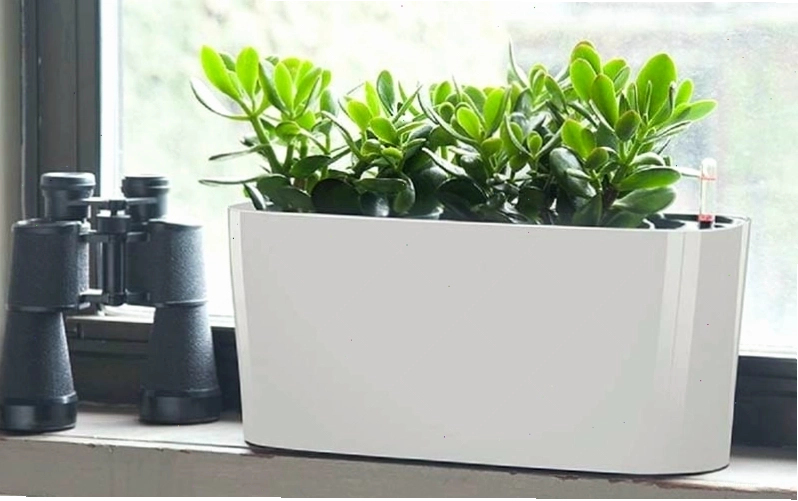 Vị trí thích hợp để đặt cây Ngọc Bích trong nhà và văn phòng