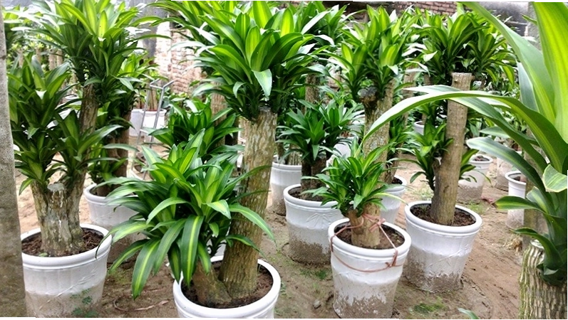 Vị trí trồng cây thiết mộc lan cần đảm bảo đủ ánh sáng