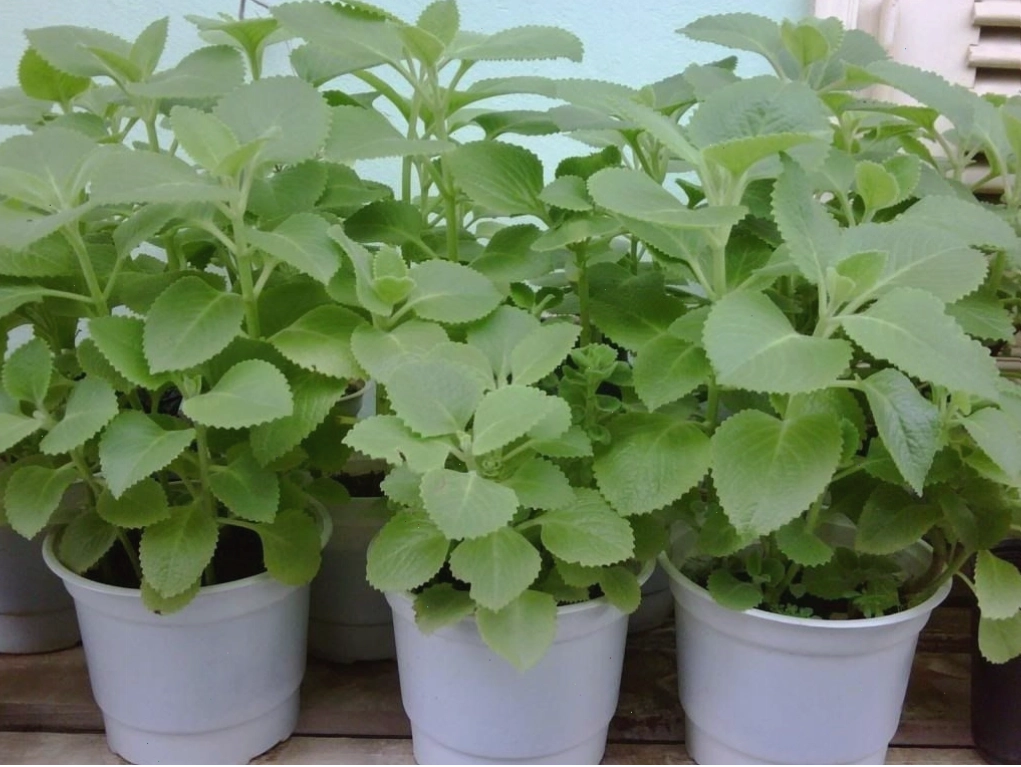 Việc chế biến đúng cách giúp đảm bảo những điều cần lưu ý khi sử dụng tần dày lá an toàn