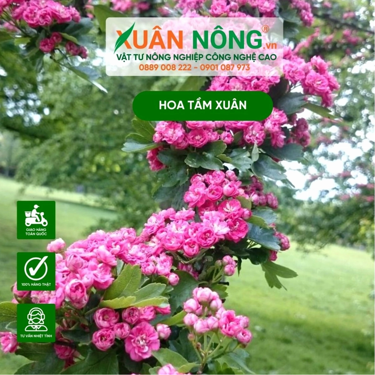 Ý nghĩa biểu tượng của hoa tầm xuân