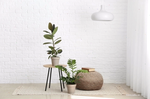 Ý nghĩa cây kim tiền trong phong thủy rất lớn, tượng trưng cho tài lộc.