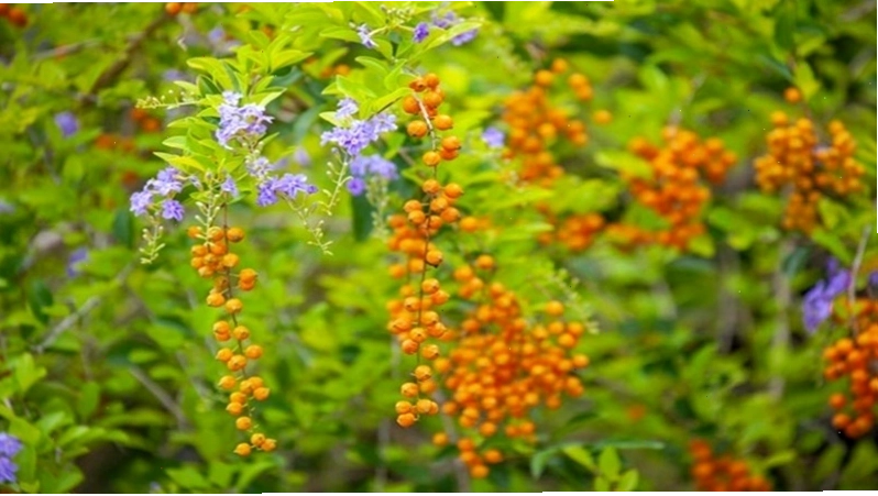 Ý nghĩa phong thủy của cây chuỗi ngọc