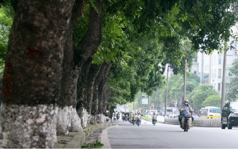 Ý nghĩa phong thủy của cây xà cừ
