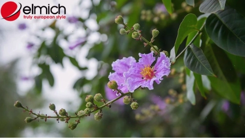 Ý nghĩa sâu sắc của hoa bằng lăng trong tình yêu và cuộc sống