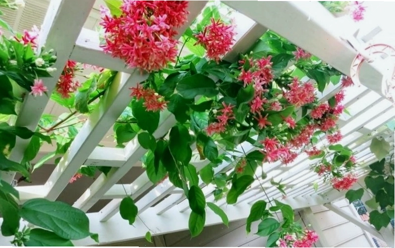 Ý nghĩa tên gọi hoa sử quân tử